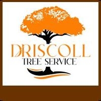 Videographer Driscoll Tree Service in Stone Mountain 